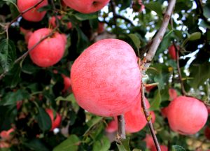 北方果树清园化学防治技术指南