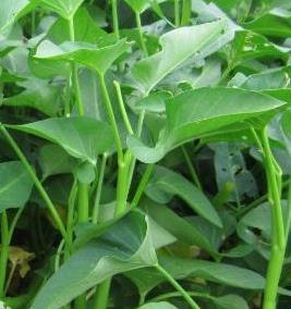 空心菜的种植办法及病害与防治？