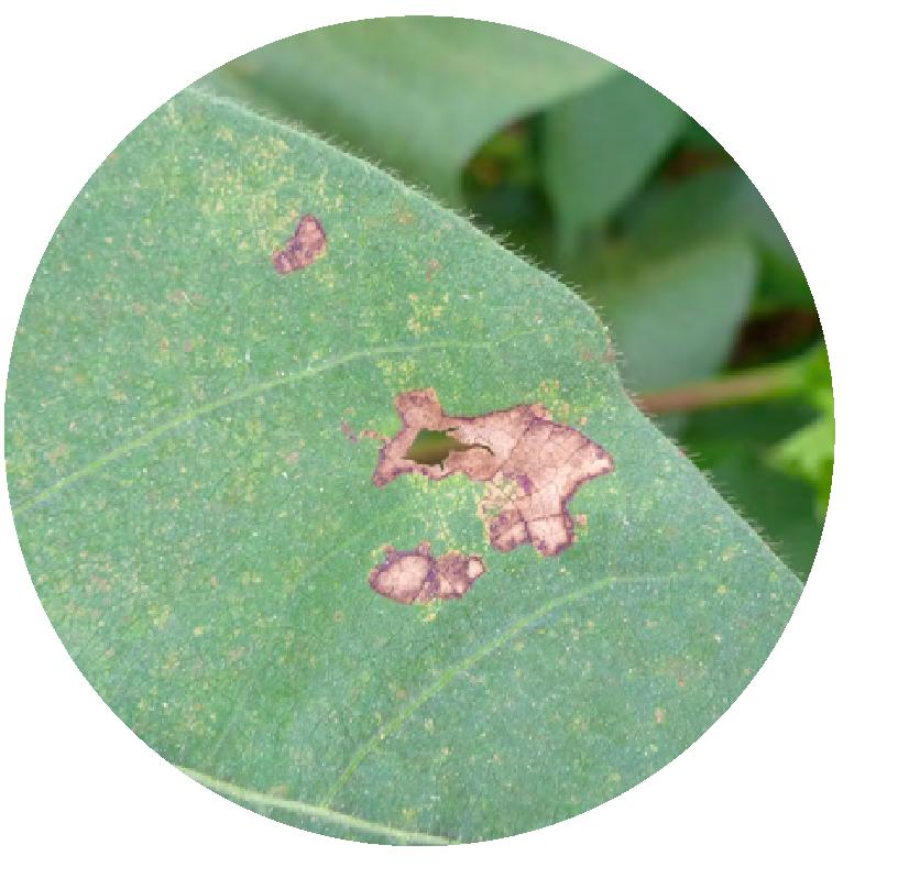 防治棉花褐斑病,抓住苗期关键点,棉花褐斑病的原因是什么?应怎样防治?