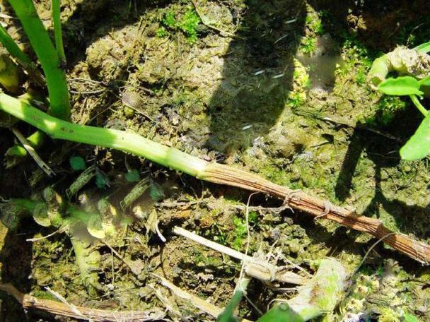 根腐病(空心菜)的症状和防治办法？警惕空心菜“根腐病”，从根保障促丰收