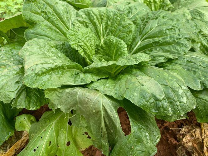 白菜如何科学防治蚜虫？科学防治白菜蚜虫，护叶保产有妙招