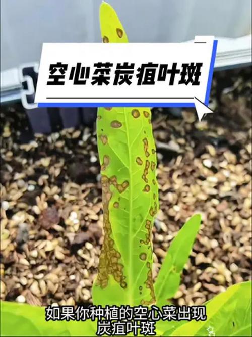 空心菜“炭疽病”，科学用药护叶片,空心菜炭疽病的症状和防治办法？