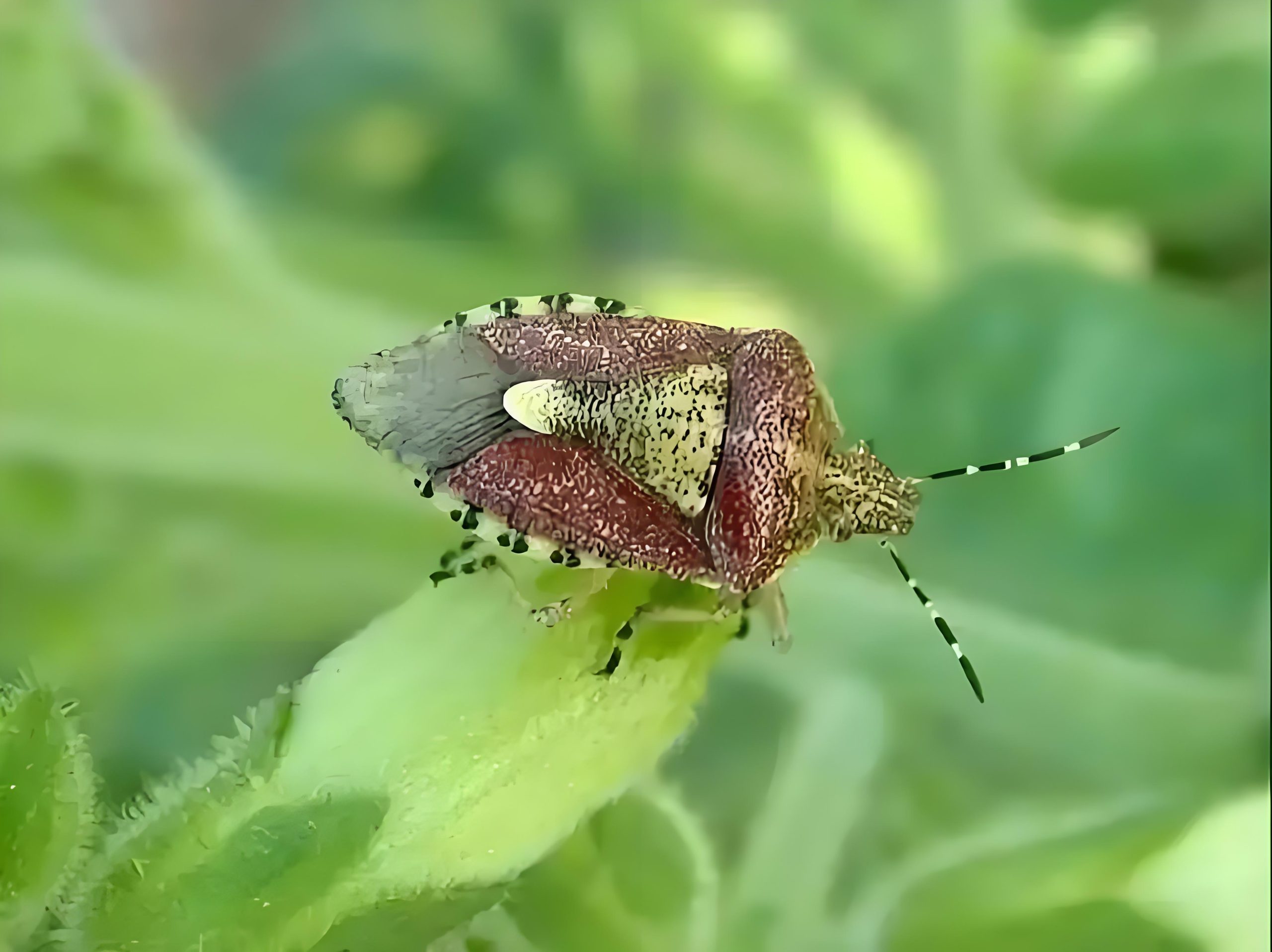 警惕白菜“甜菜夜蛾”，科学防治保叶护心,白菜甜菜夜蛾有何危害？如何防治？