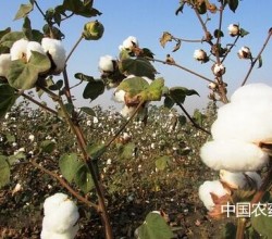 棉花苗期为啥要中耕？“锄头底下三层宝”