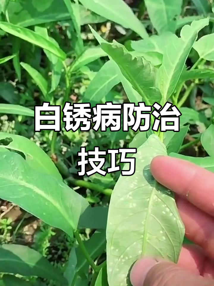 空心菜白锈病的症状和防治办法？认清空心菜“白锈病”，守护叶片促高产