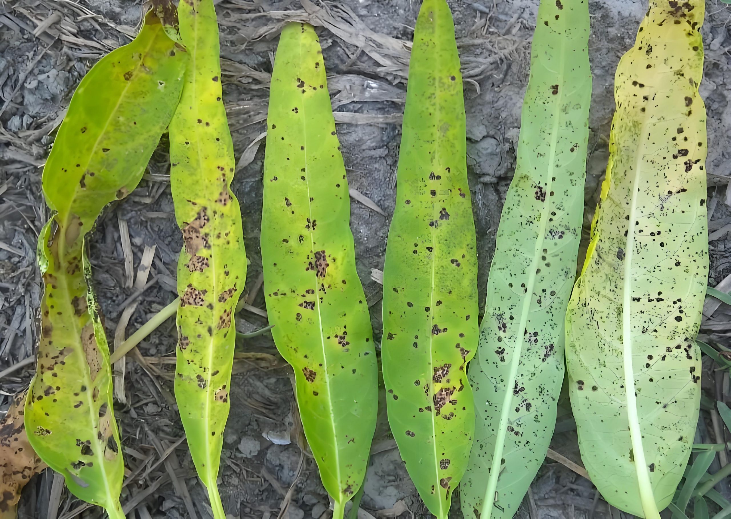 空心菜褐斑病的症状和防治办法？认清空心菜“褐斑病”，保护叶片稳产量