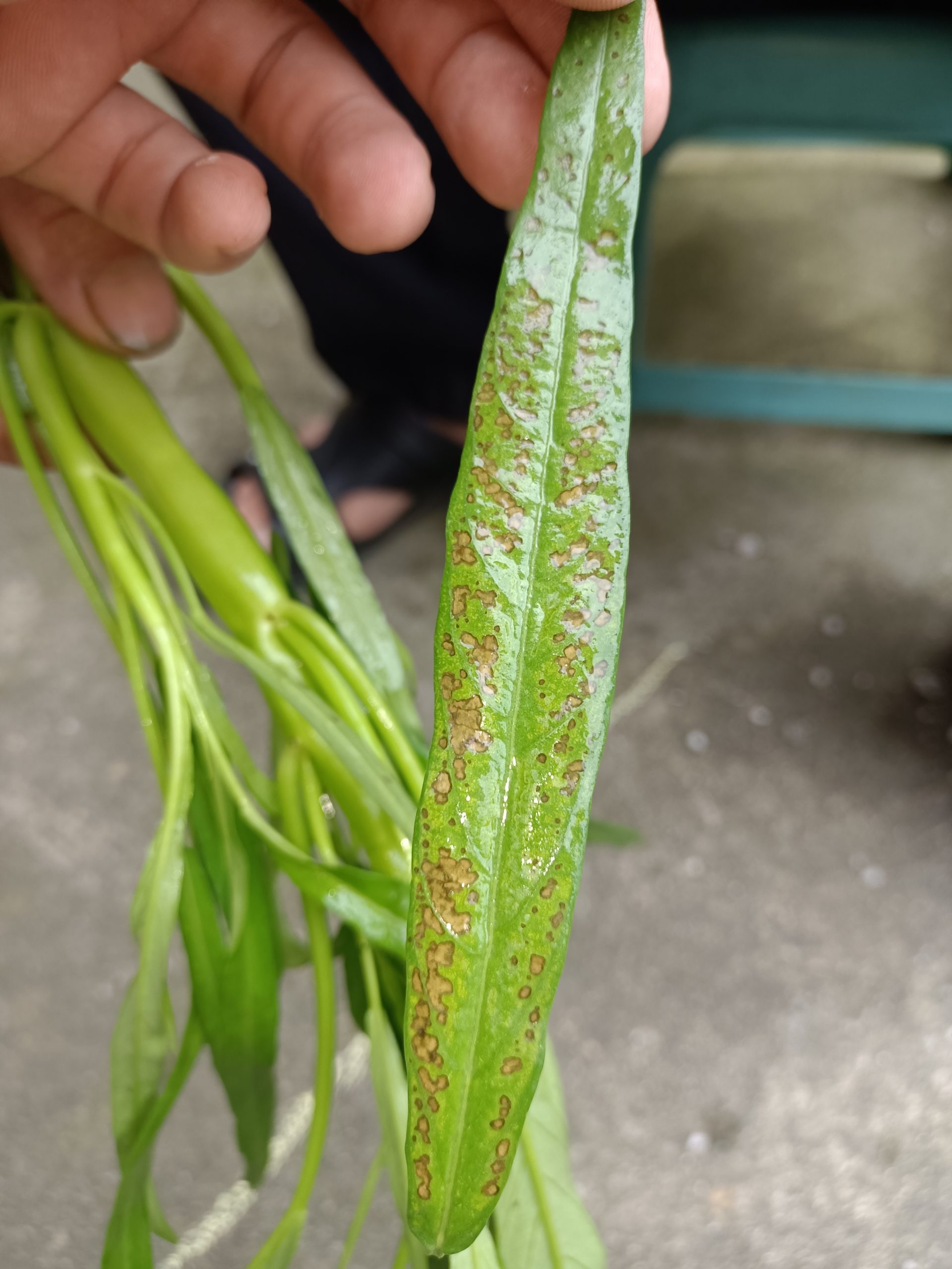 防治空心菜“轮斑病”，认清病斑巧用药?