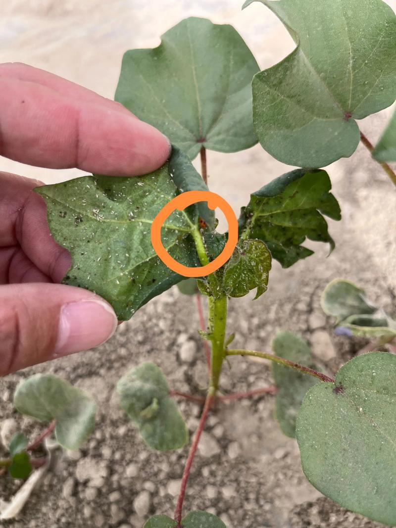 棉花蚜虫防治方法？科学防治棉花蚜虫，保叶护铃夺高产