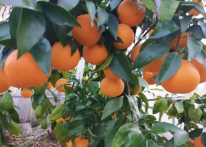 柑橘主要病害识别与科学防治指南