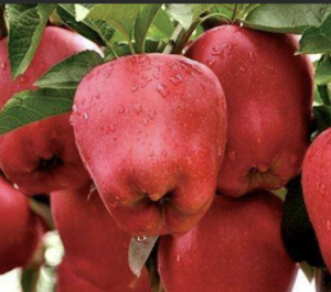 甲基硫菌灵与其他杀菌剂科学混配方案大全